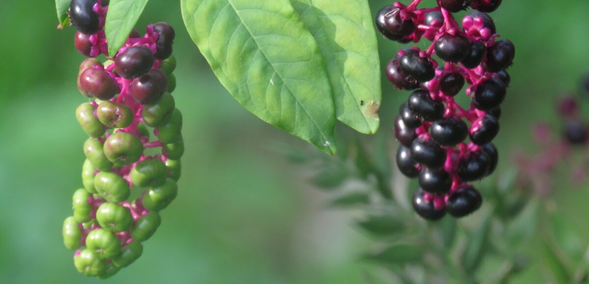 Header Image for זוגיות