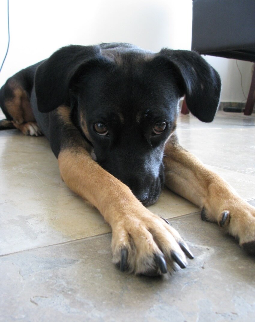 על ידידו הנאמן ביותר של האדם - הפחד