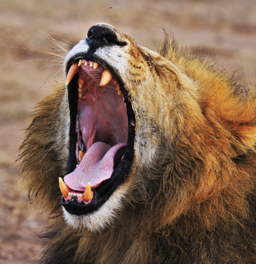 When Mommy roars